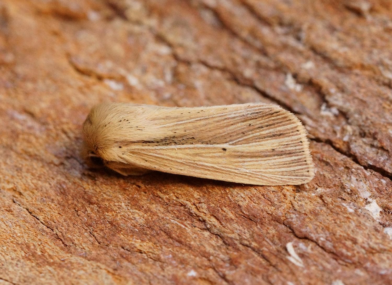 Smutsig gräsfly — 3/3