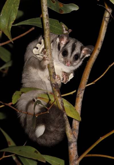 Sockerglidare