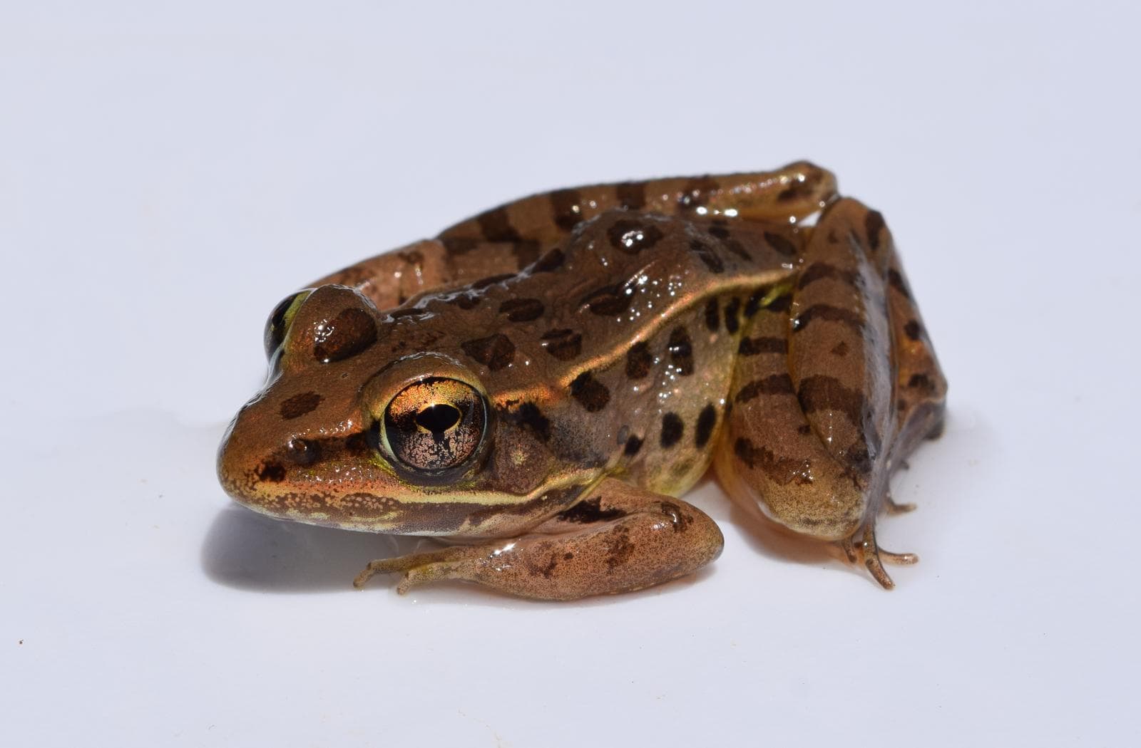 Södra leopardgrodan — 1/3