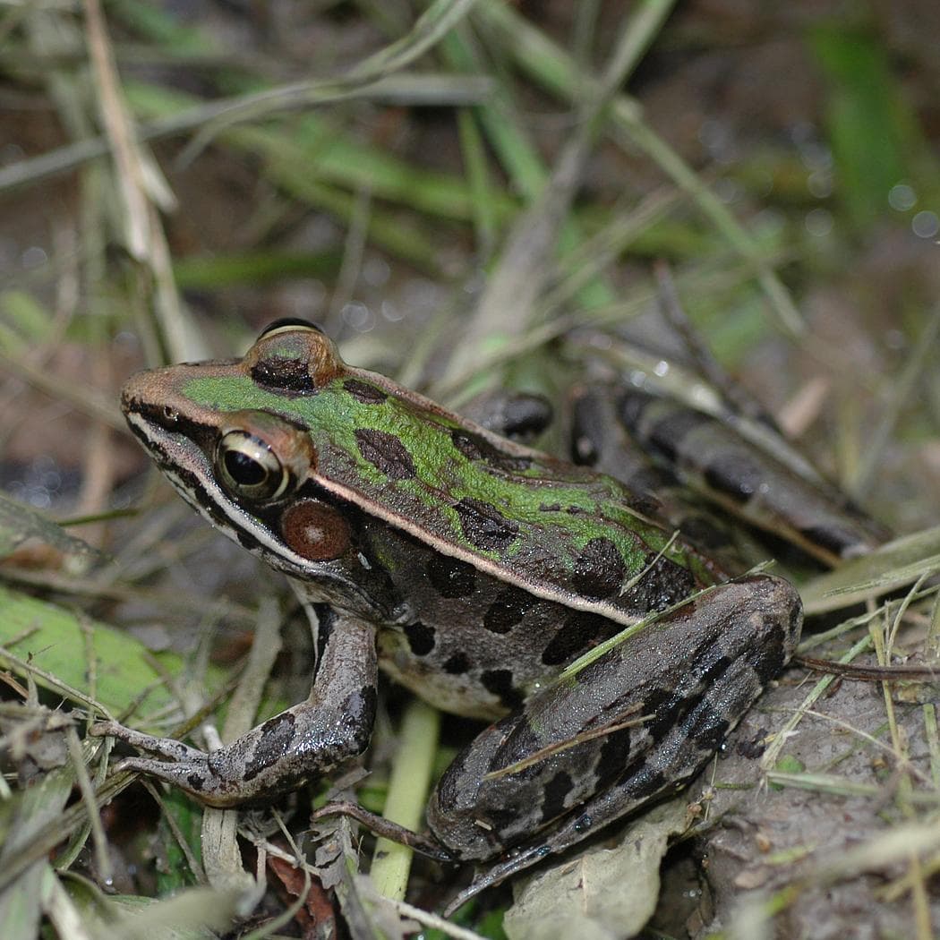 Södra leopardgrodan — 2/3