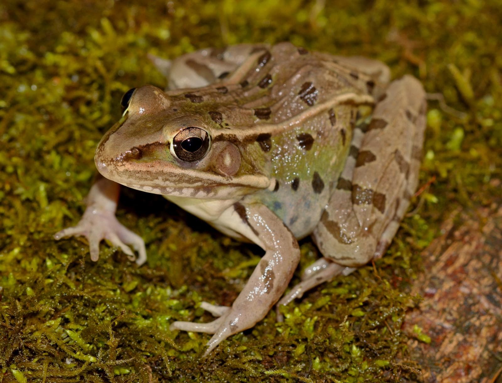 Södra leopardgrodan — 3/3