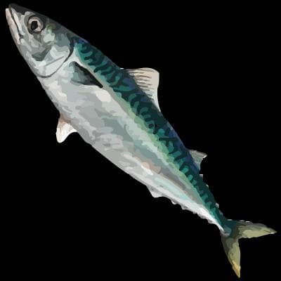 Spansk makrill — 2/3