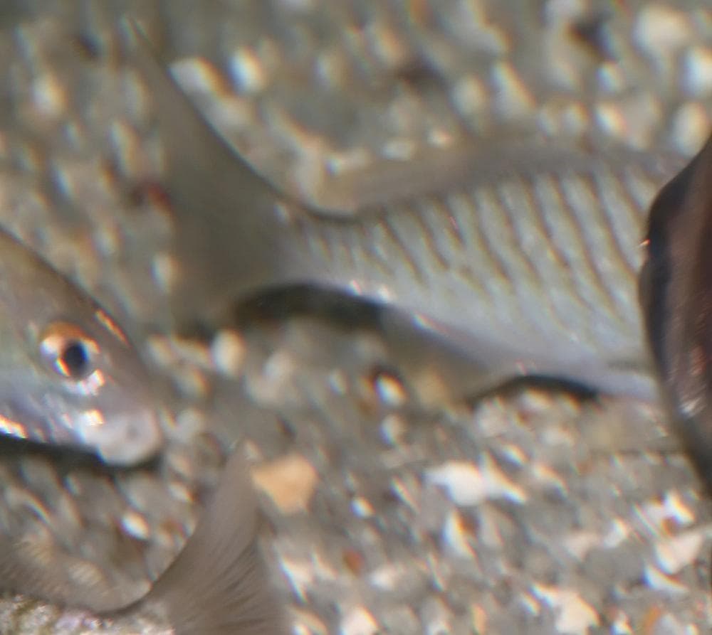 Spotfisk — 3/3