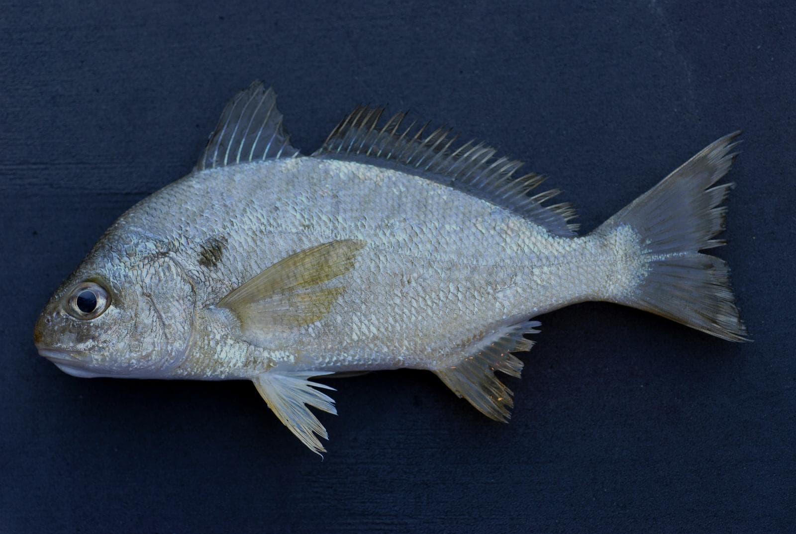 Spotfisk — 1/3