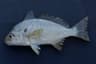 Spotfisk