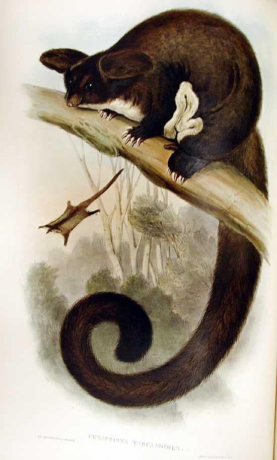 Större glidpungdjur — 1/3