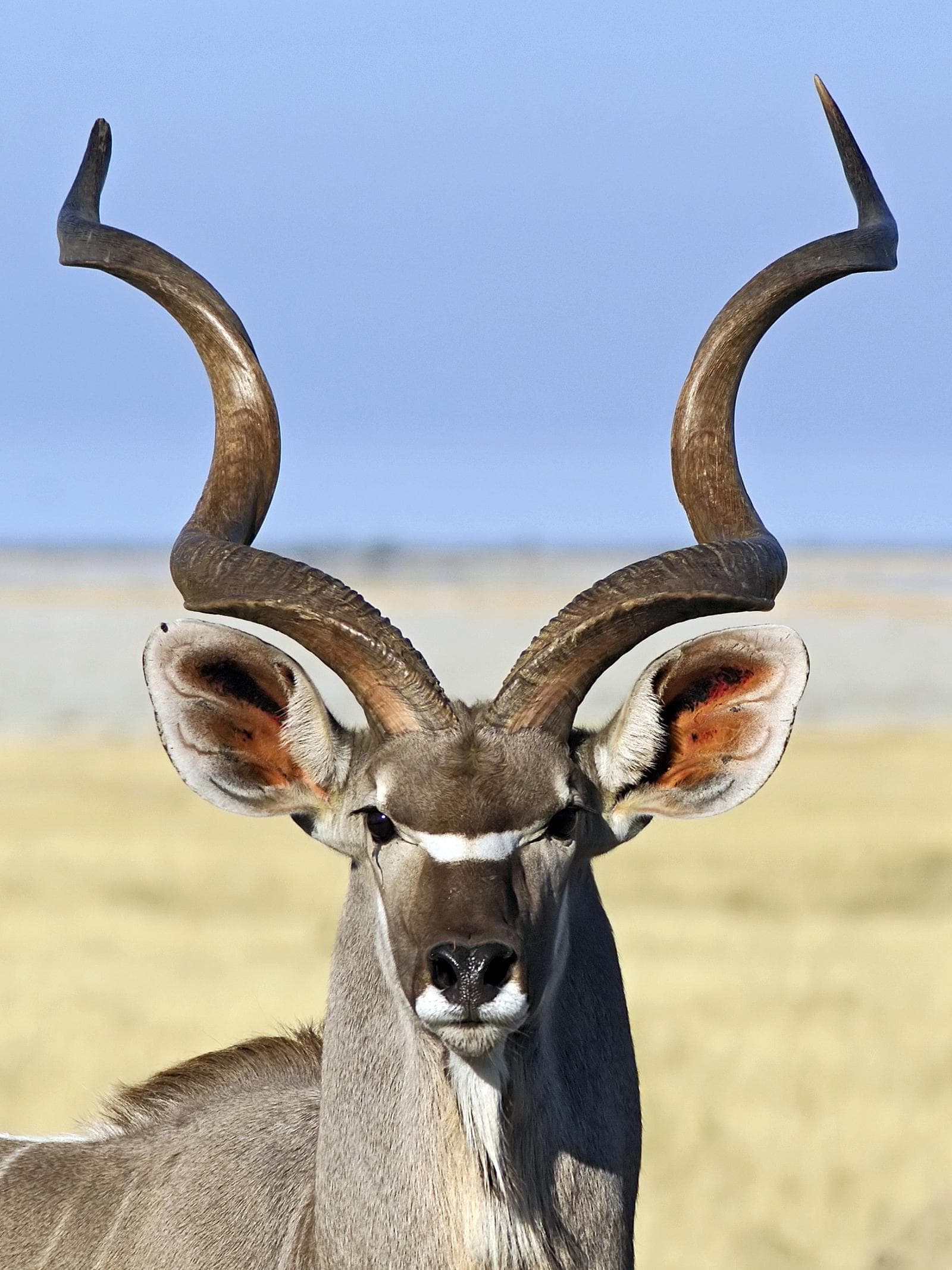 Större kudu — 1/3