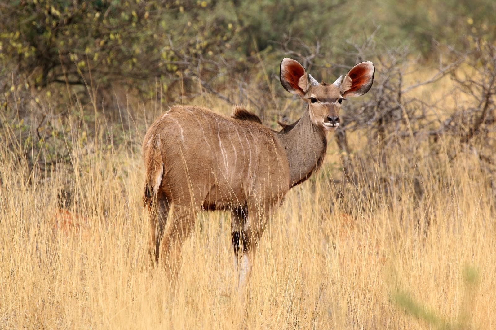 Större kudu — 2/3