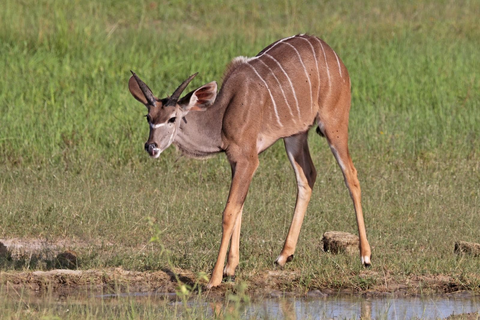Större kudu — 3/3
