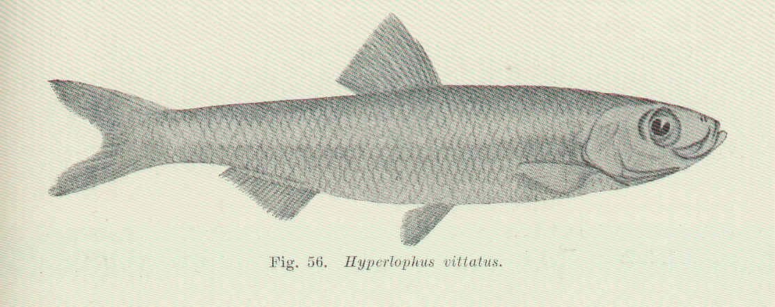 Strimmig sillfisk — 1/3