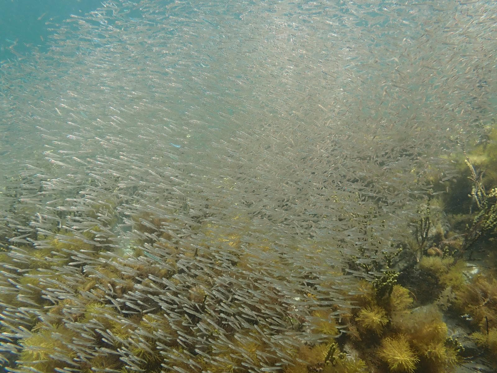 Strimmig sillfisk — 3/3
