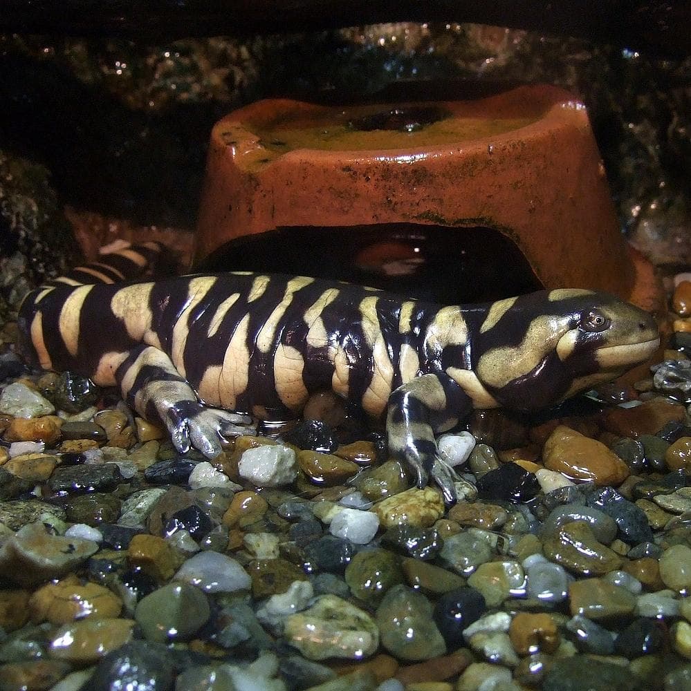 Strimmig tigersalamander — 1/3
