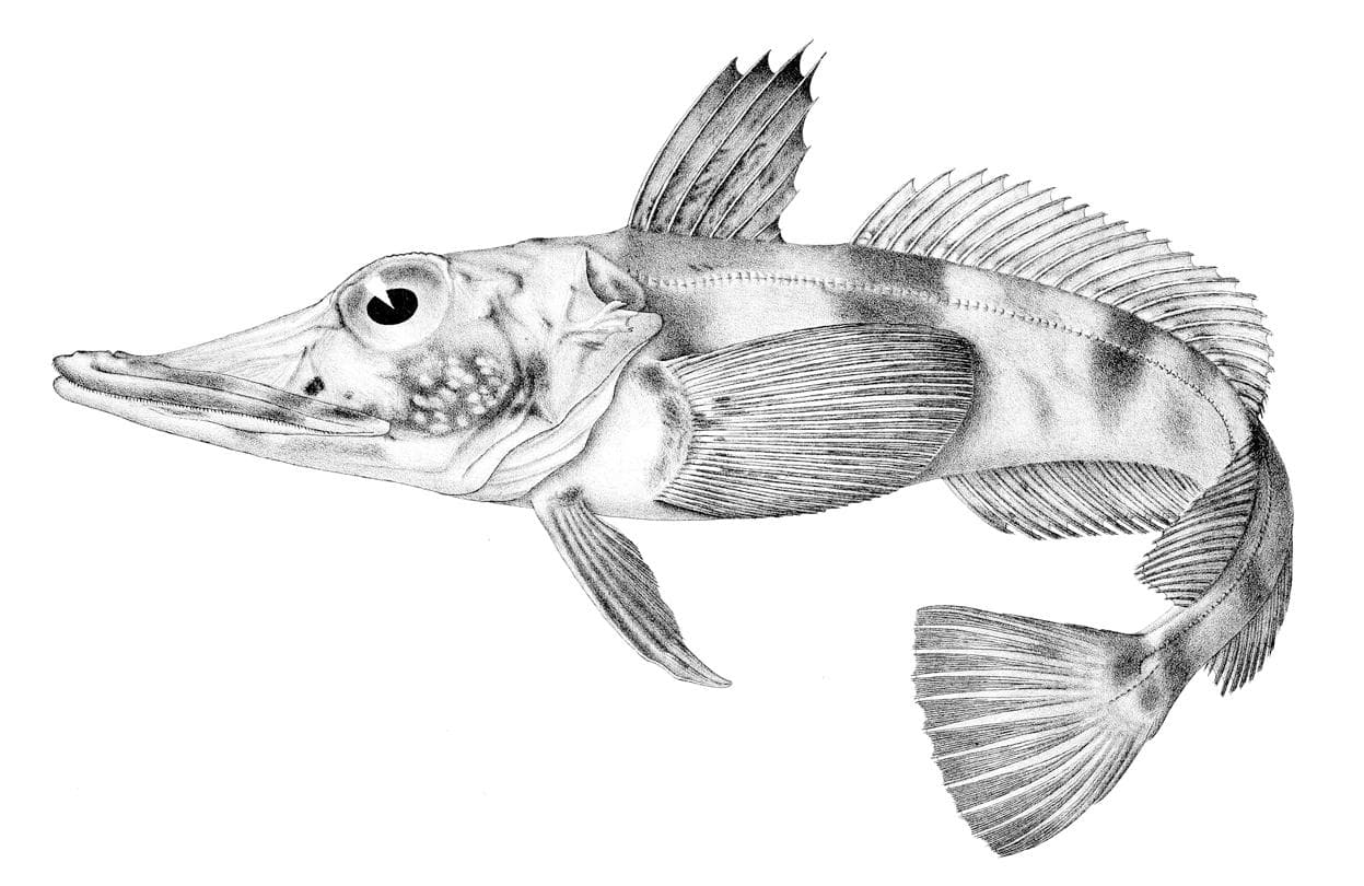 Svartfenad isfisk — 1/3