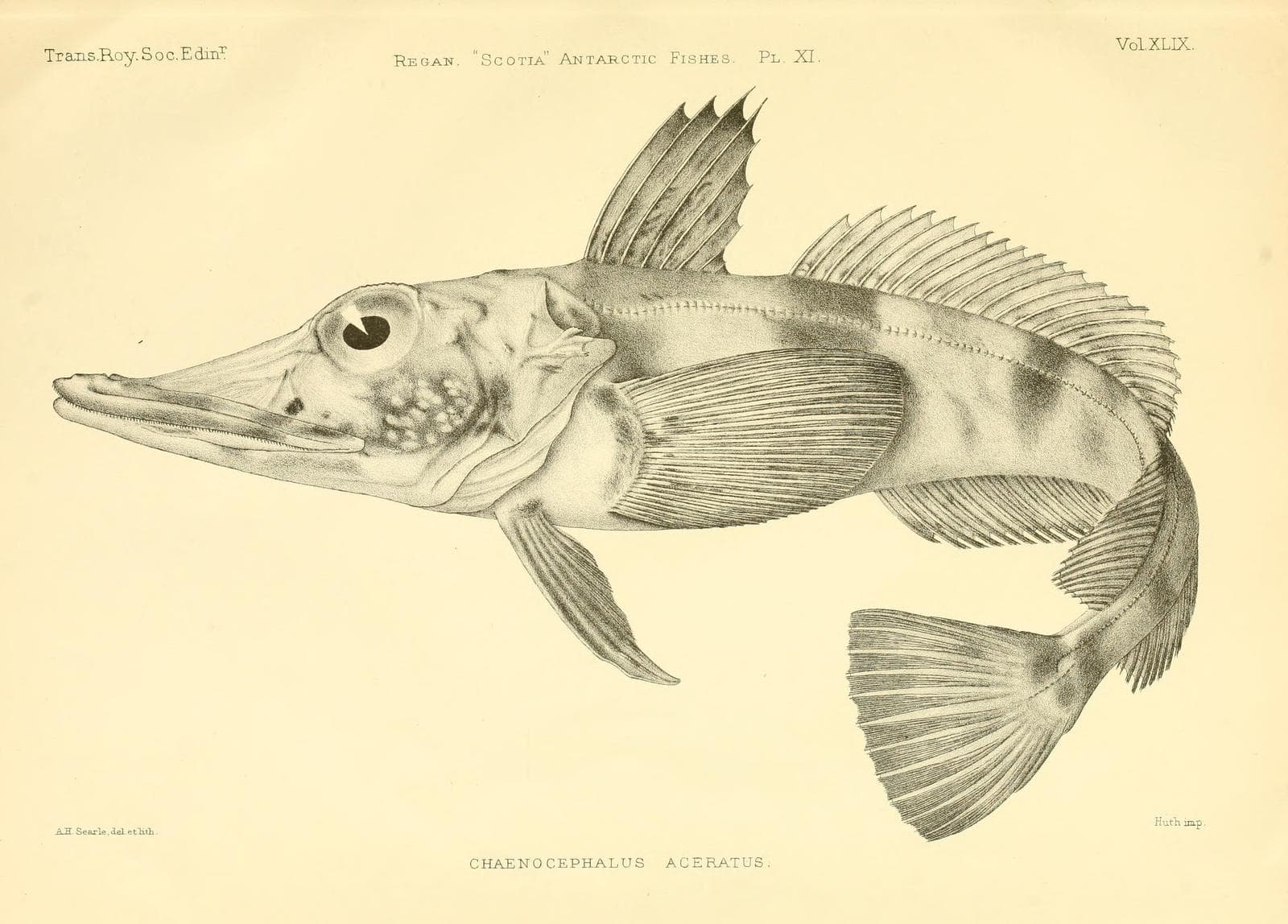 Svartfenad isfisk — 2/3