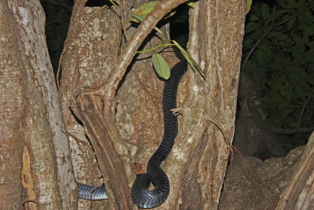 Svarthalsad spottkobra — 2/3