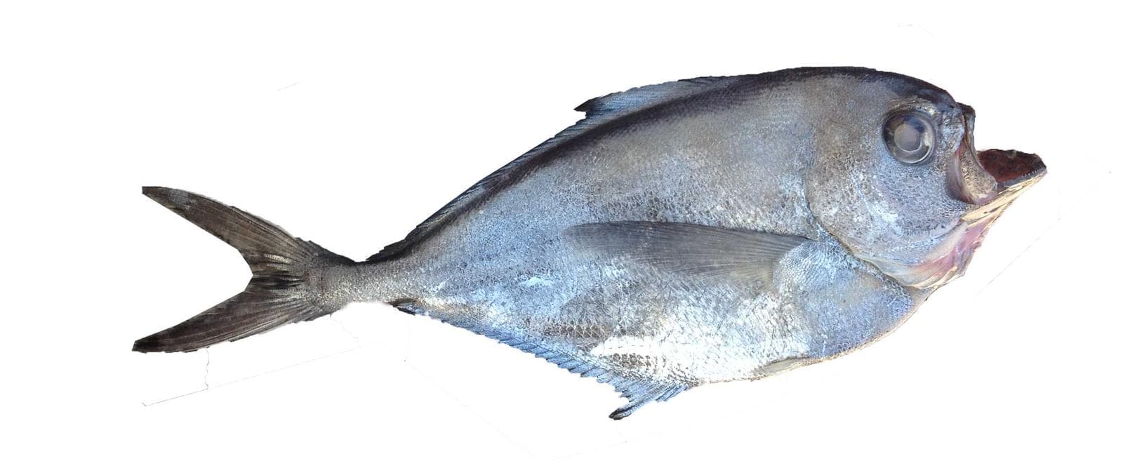 Sydlig havsbaxfisk — 1/3