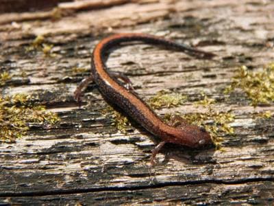 Sydlig rödryggad salamander