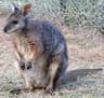 Tammarwallaby