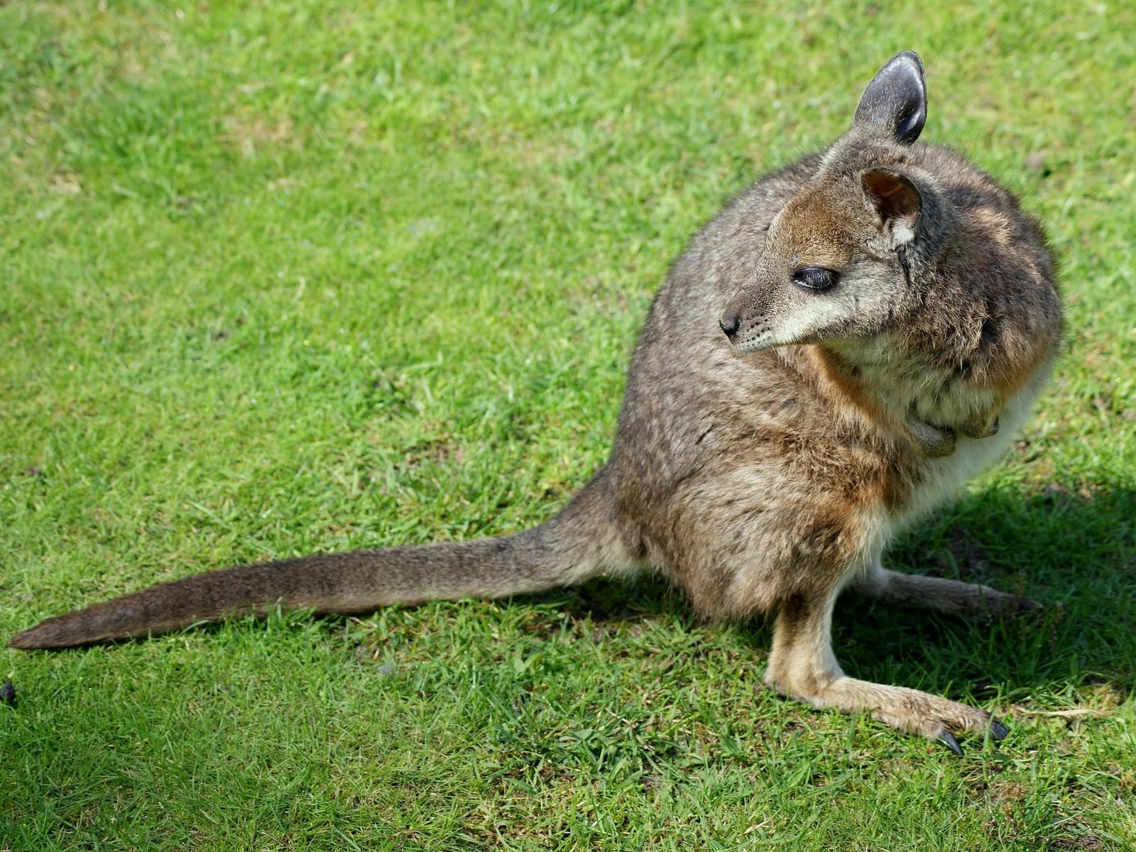 Tammarwallaby — 2/3