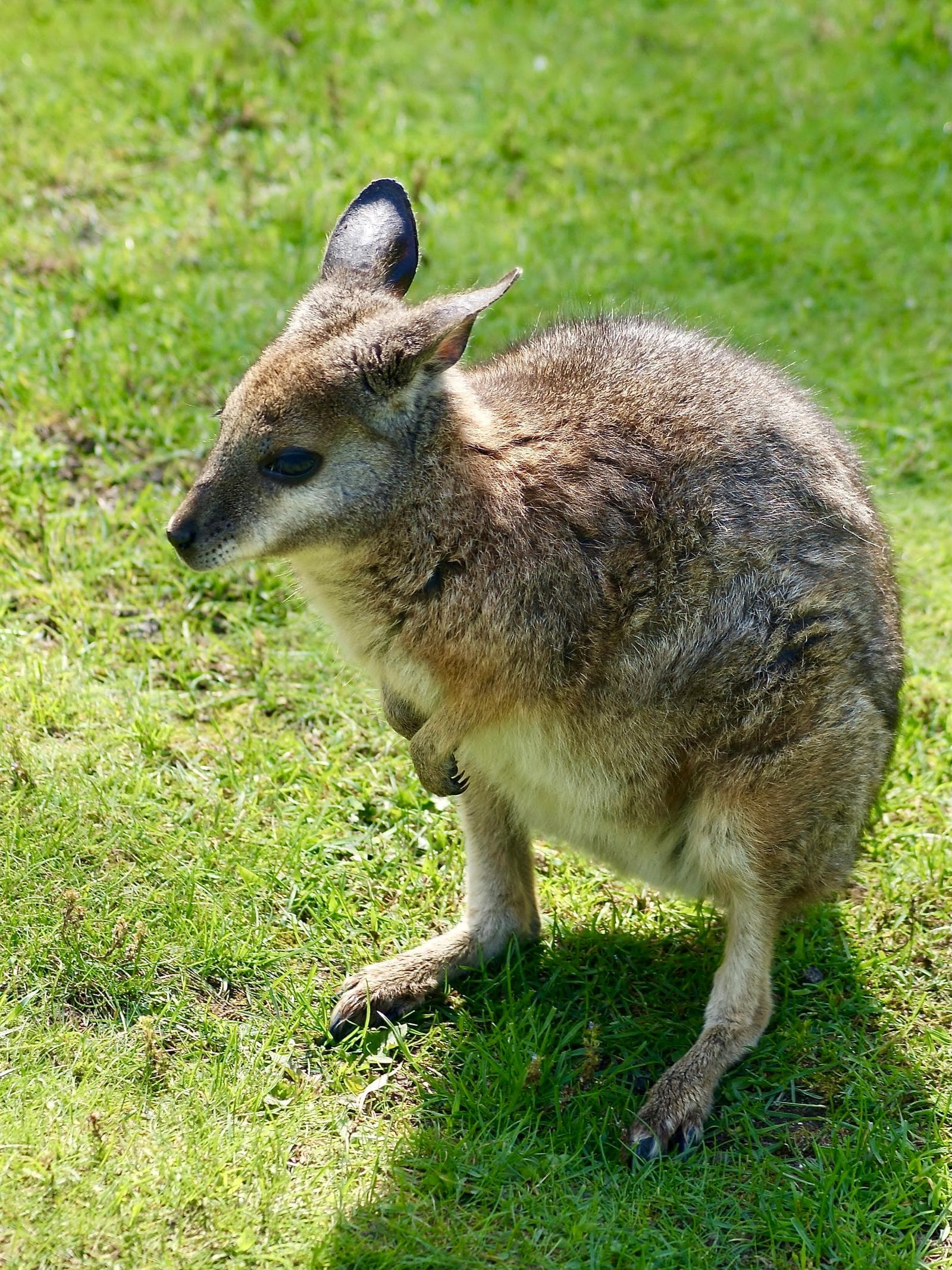 Tammarwallaby — 3/3