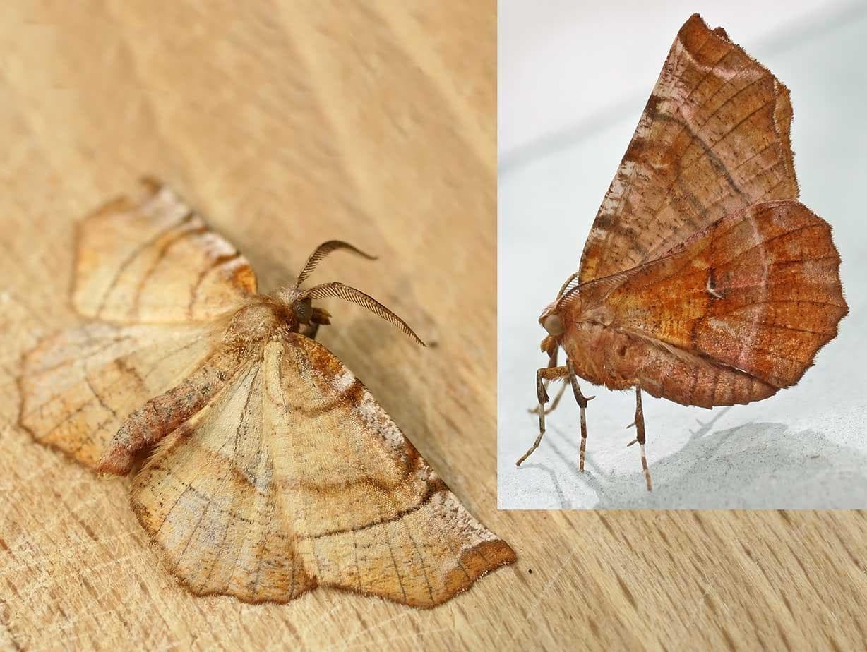 Tidigt tornfly — 1/3