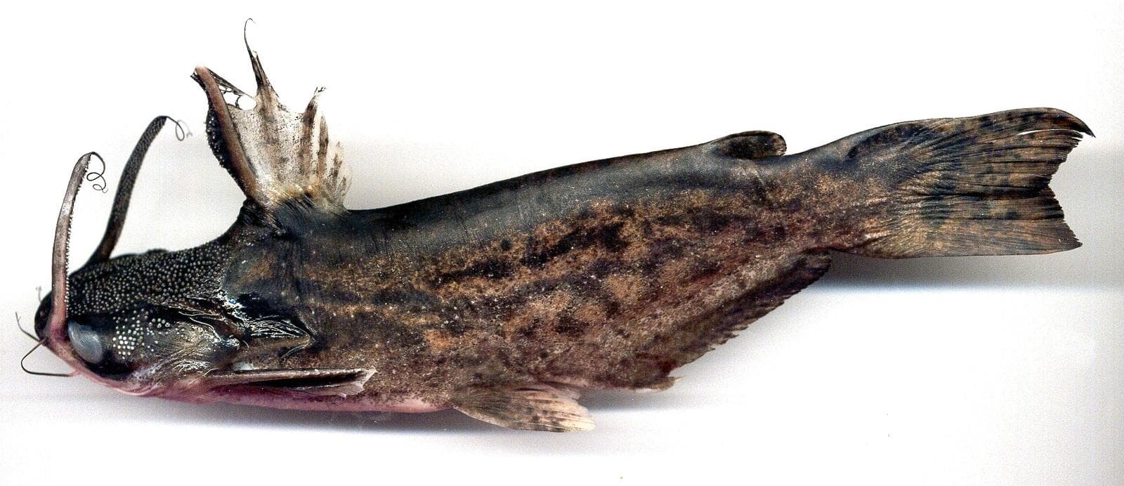 Trachelyopterus insignis — 1/3