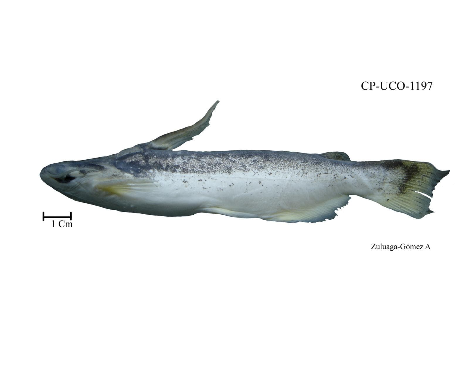 Trachelyopterus insignis — 3/3