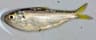 Trådfenad shad