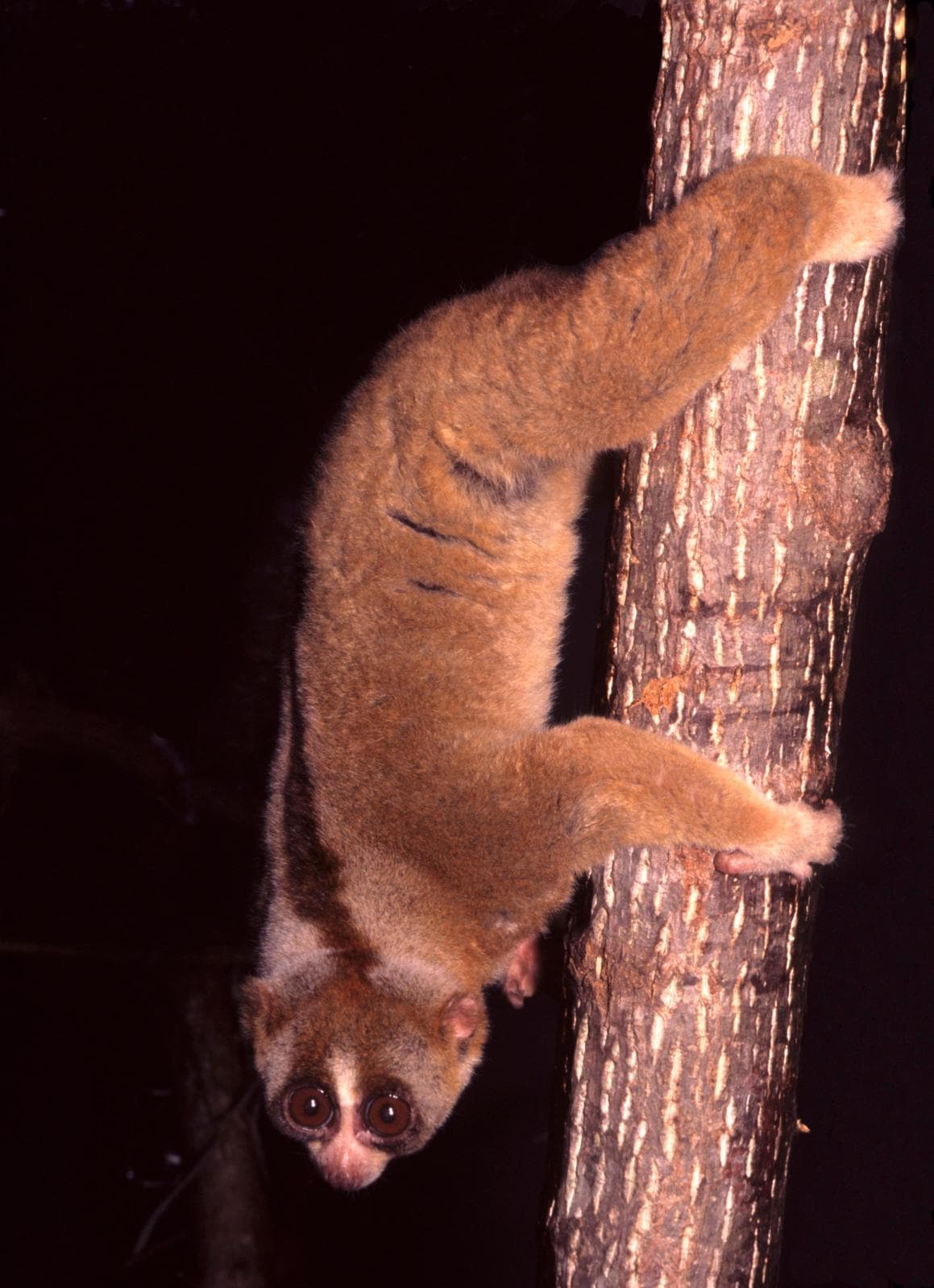 Trögloris — 1/3