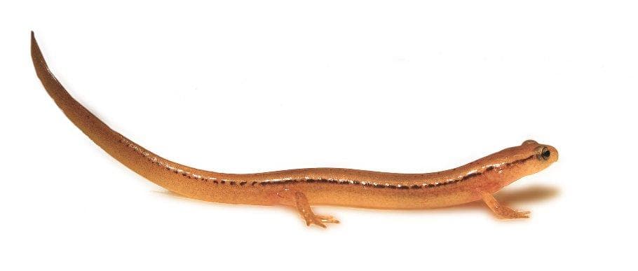 Tvåstrimmig salamander — 2/3