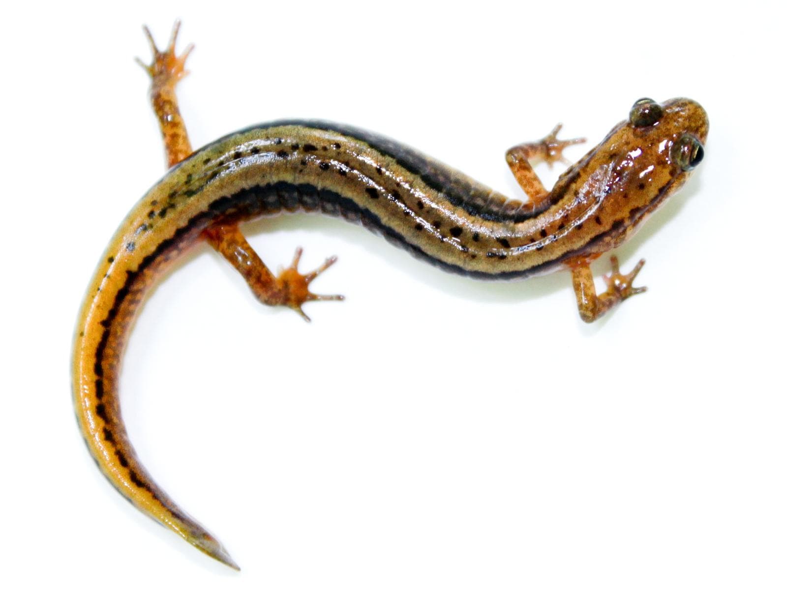 Tvåstrimmig salamander — 1/3