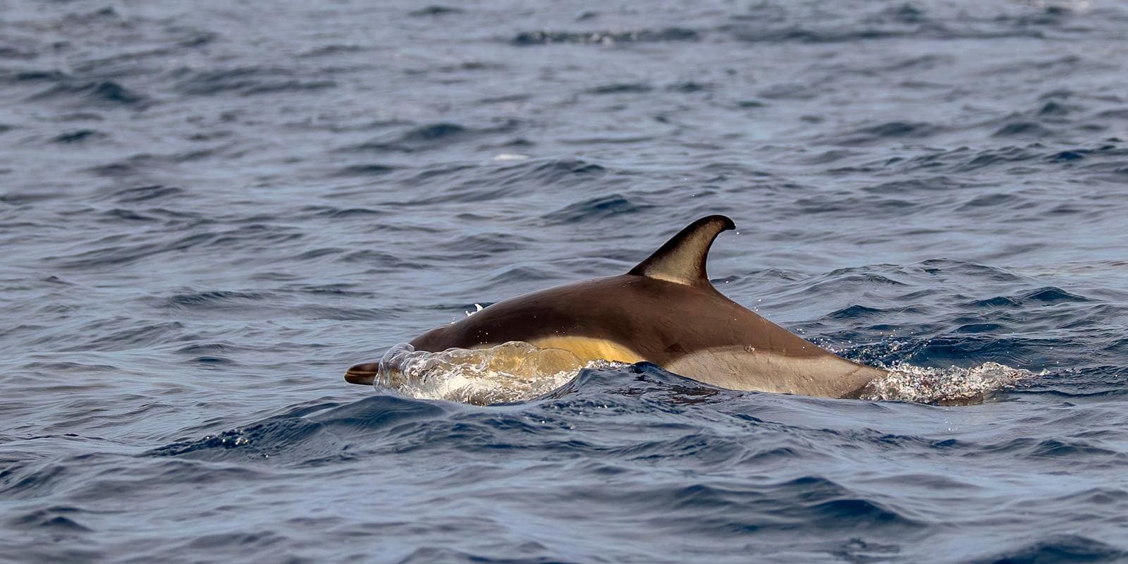 Vanlig delfin — 3/3