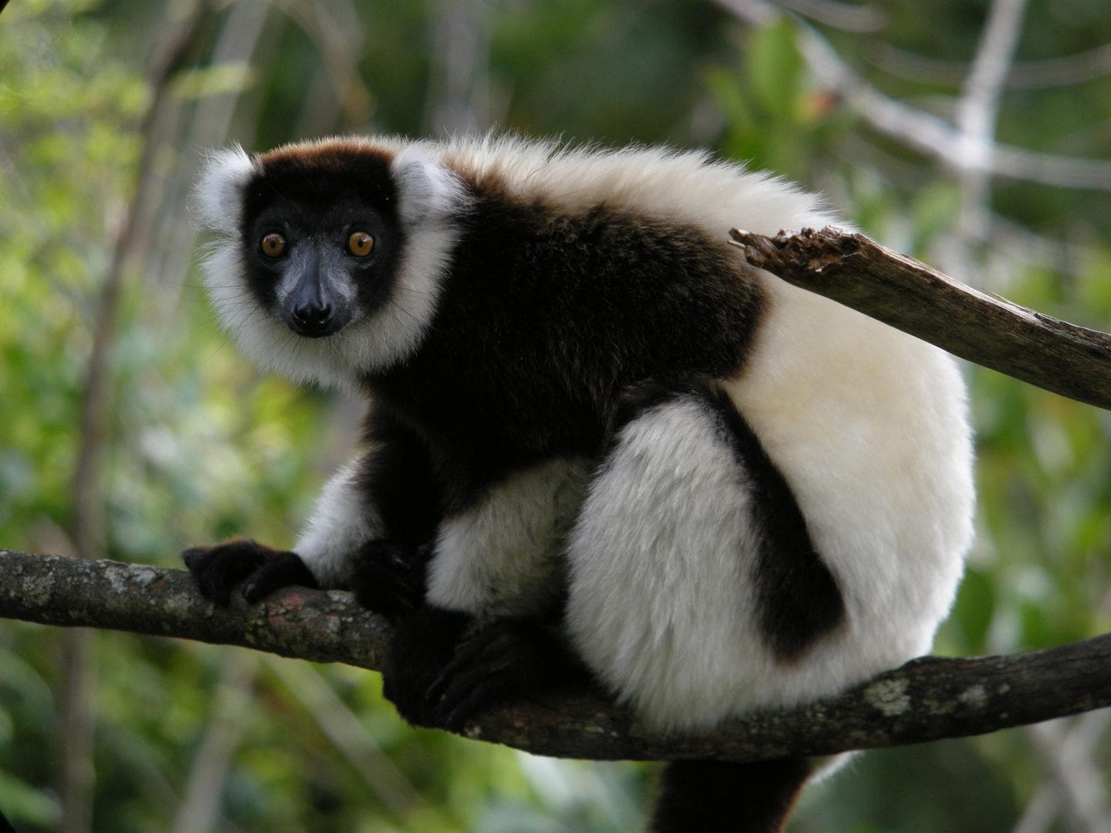 Varecia variegata — 1/3