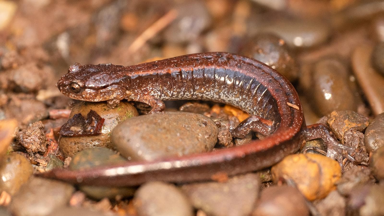 Västlig rödryggsalamander — 2/3