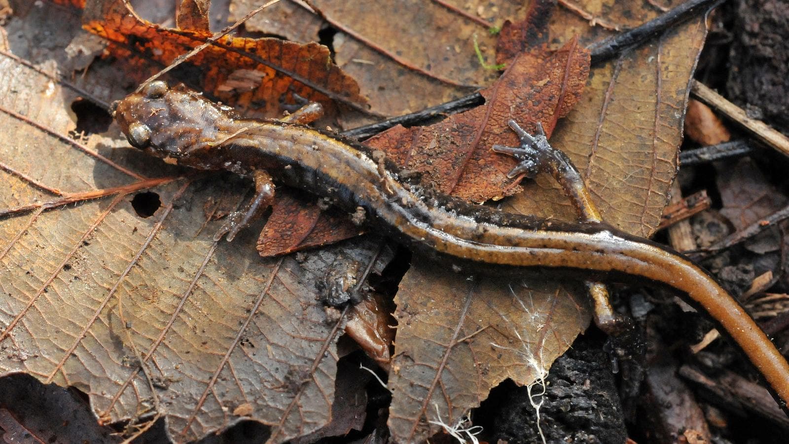 Västlig rödryggsalamander — 1/3