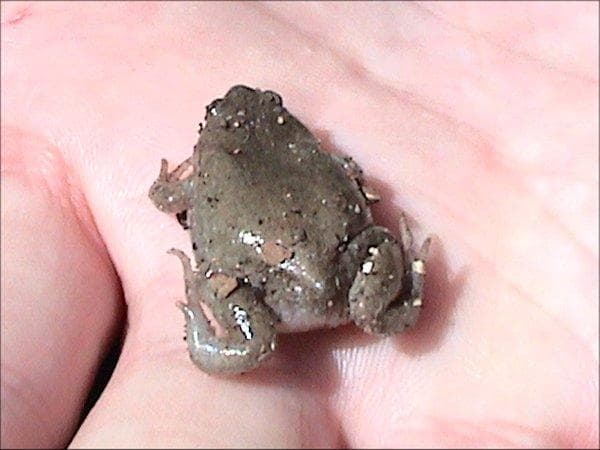 Västlig smalmynstrumpgroda — 1/3