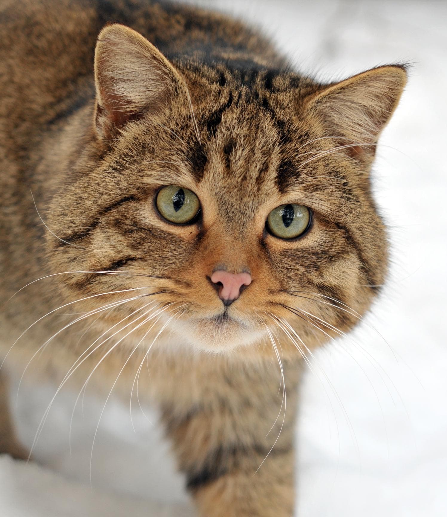 Europeisk vildkatt — 1/3