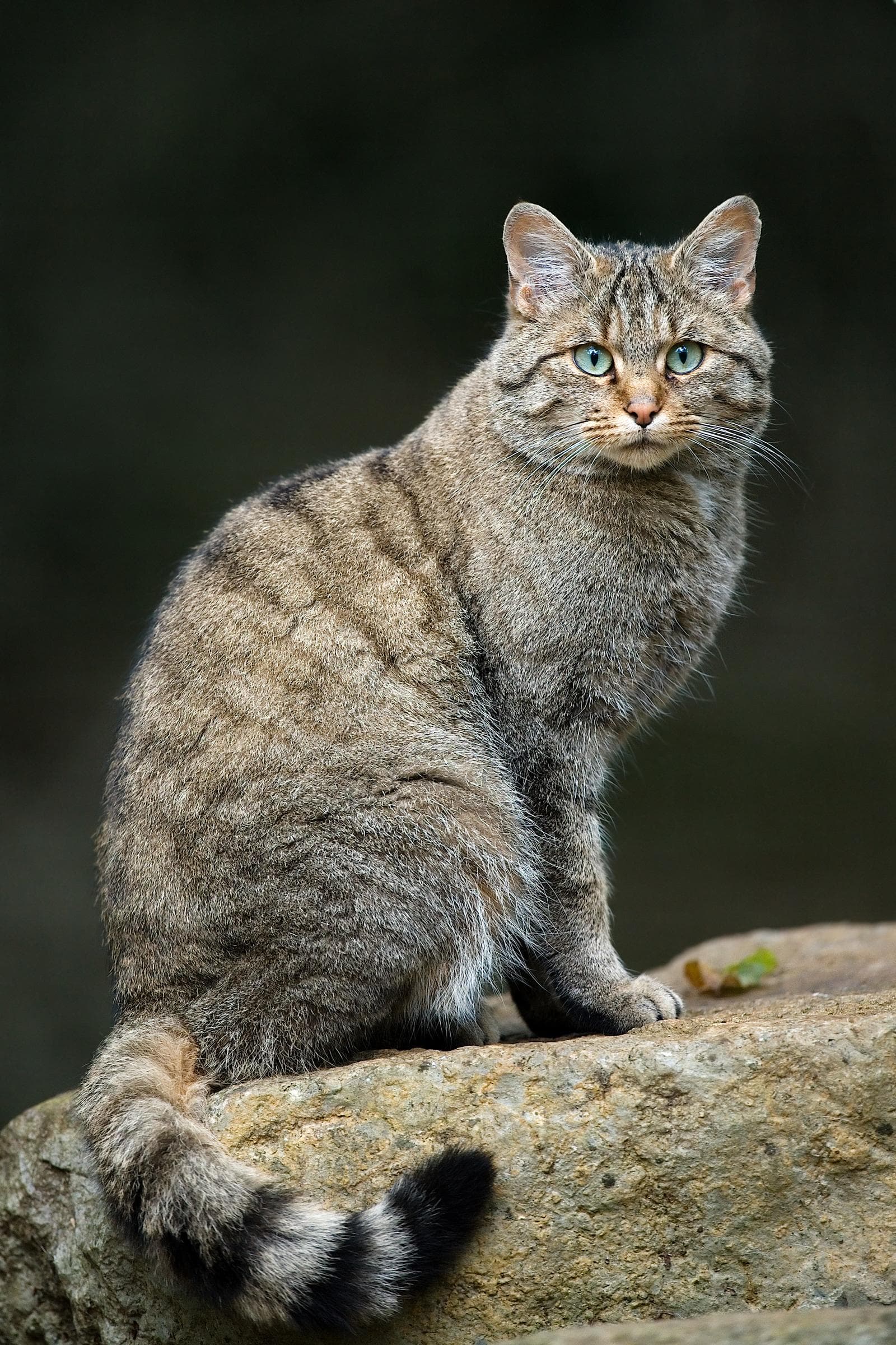 Europeisk vildkatt — 2/3