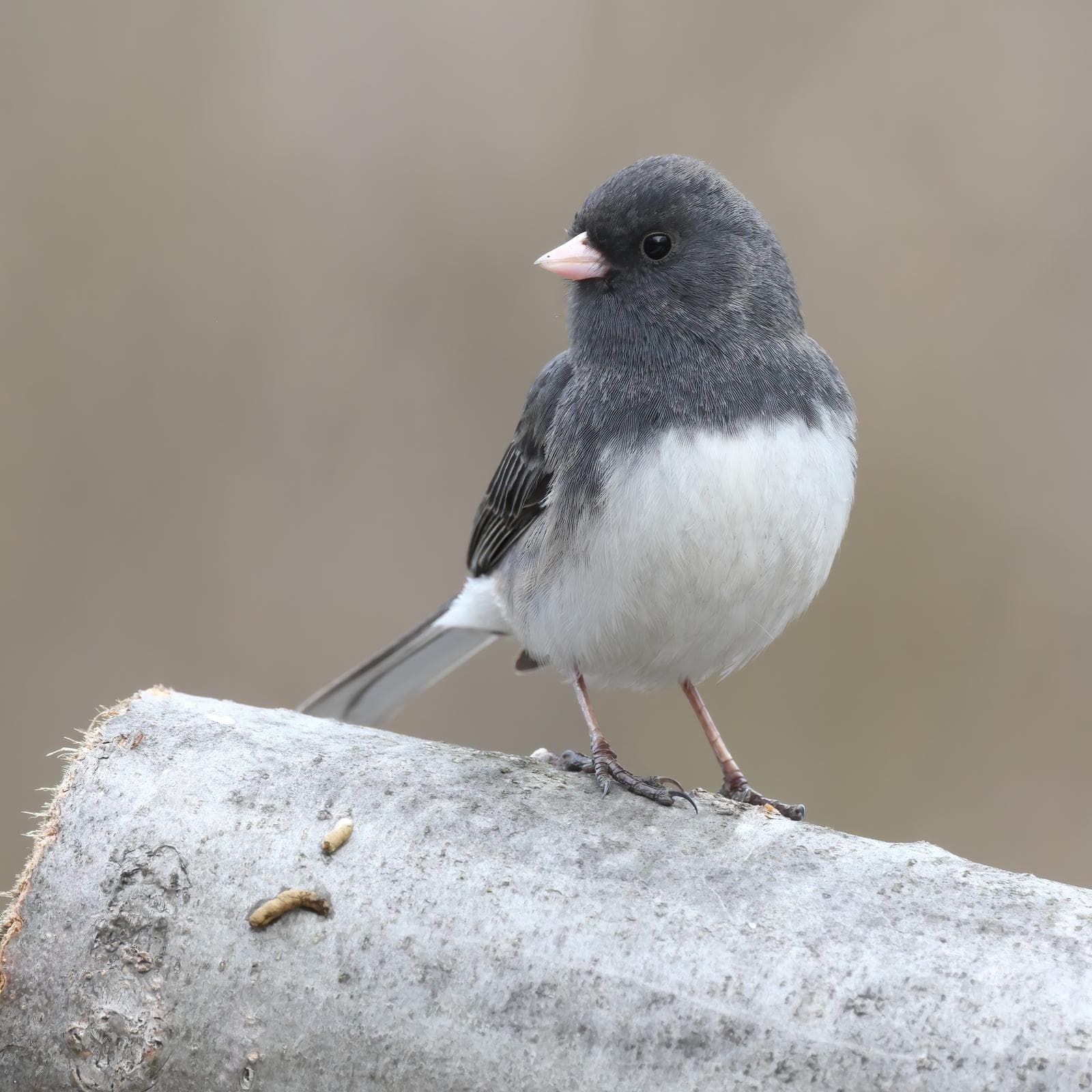 Vinterjunco — 1/3