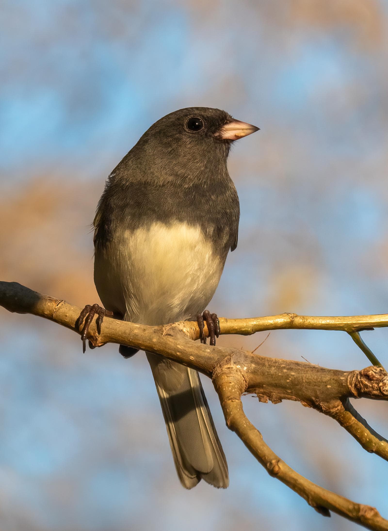 Vinterjunco — 2/3