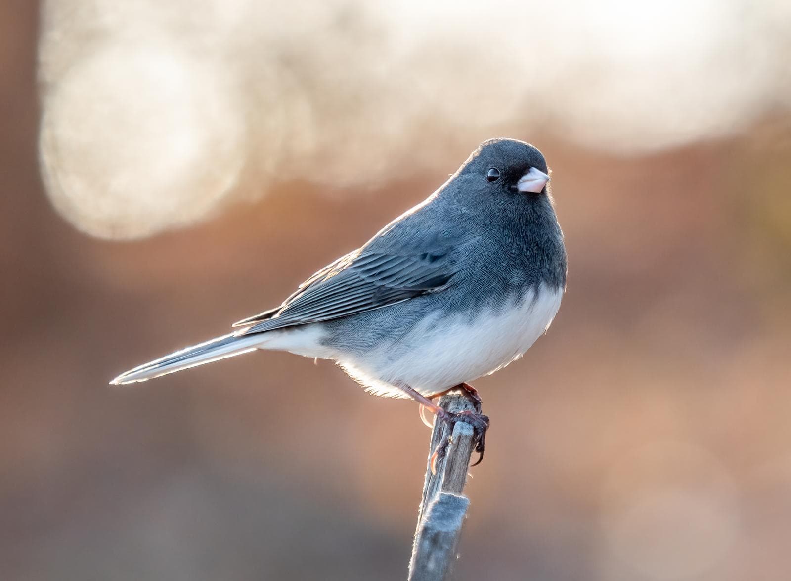 Vinterjunco — 3/3