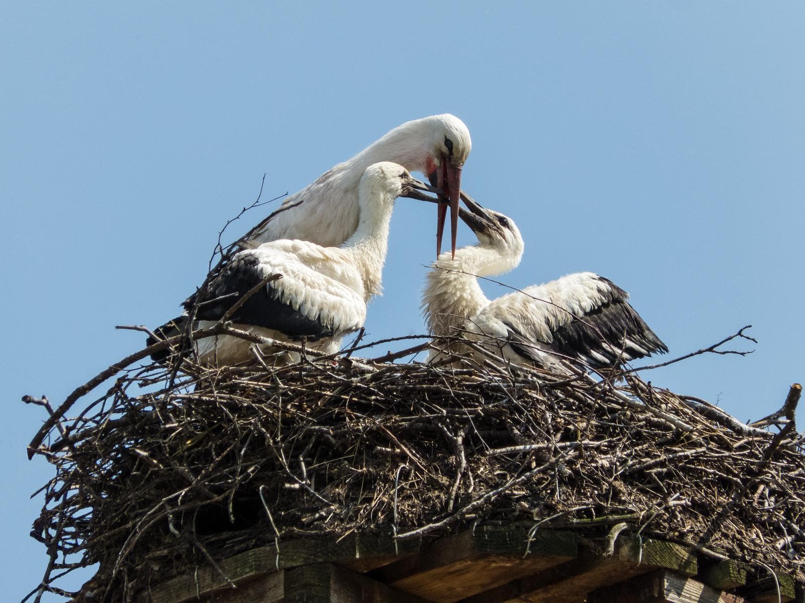 Vit stork — 3/3