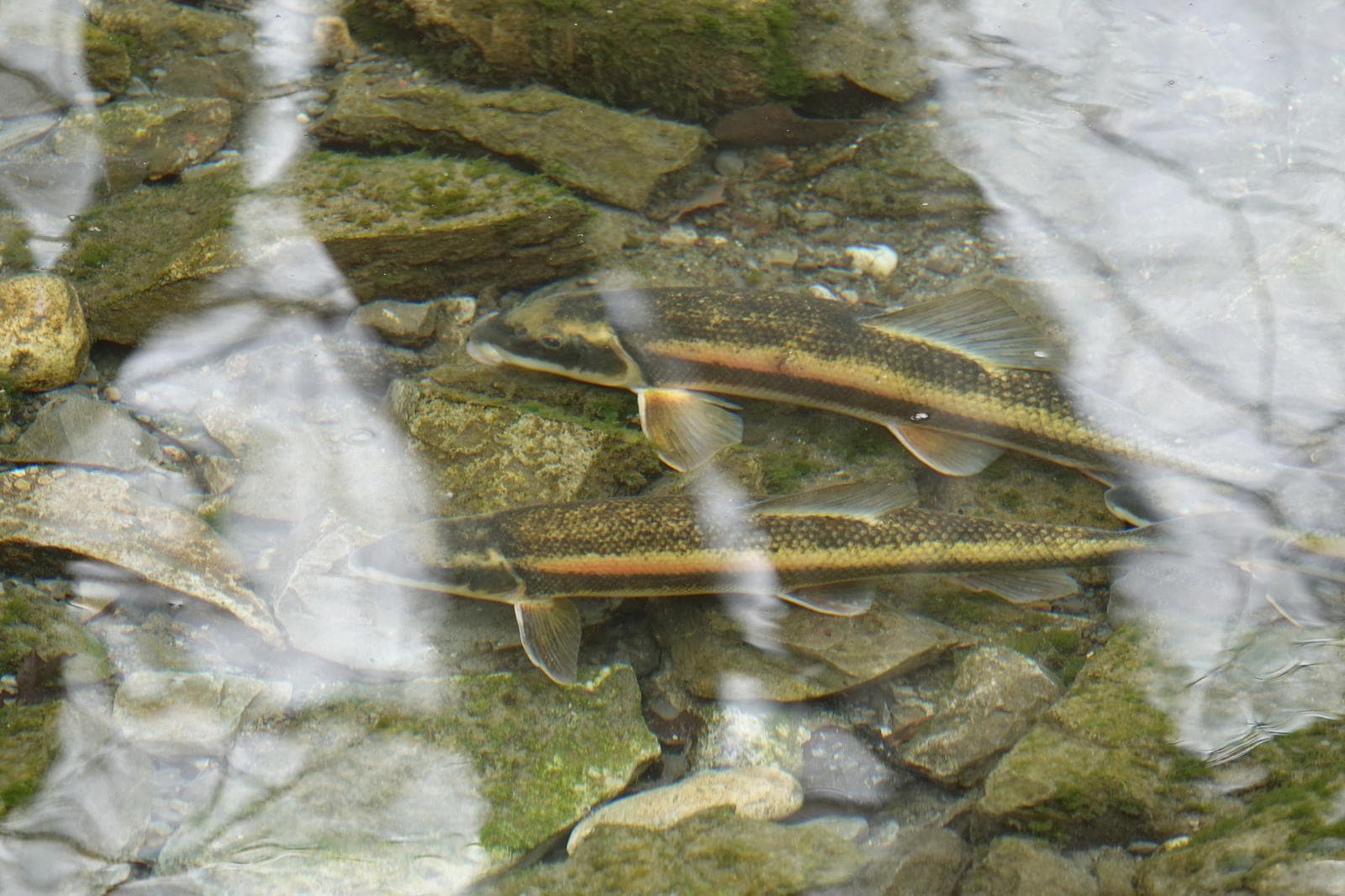 Vit sugarfisk — 2/3