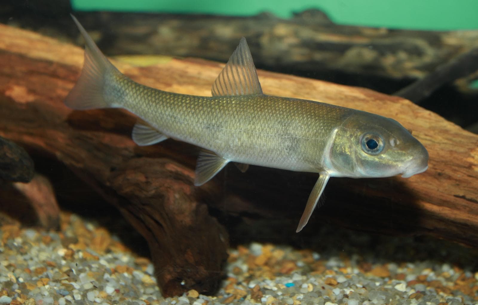 Vit sugarfisk — 1/3
