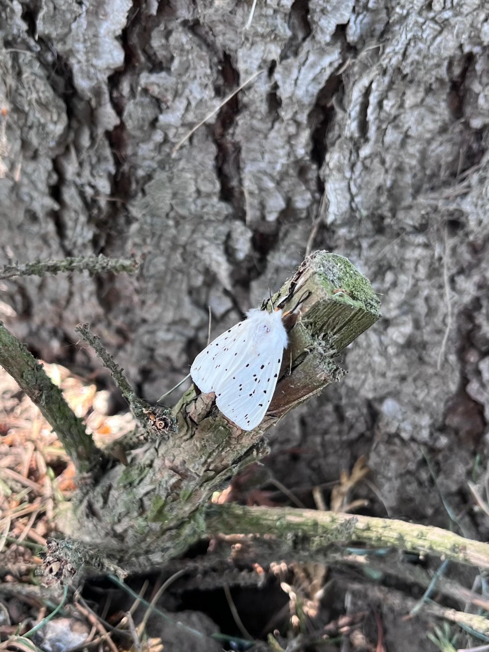 Vit tigerspinnare — 3/3
