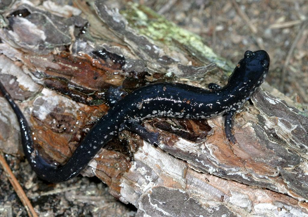 Vitfläckig slamsalamander — 1/3