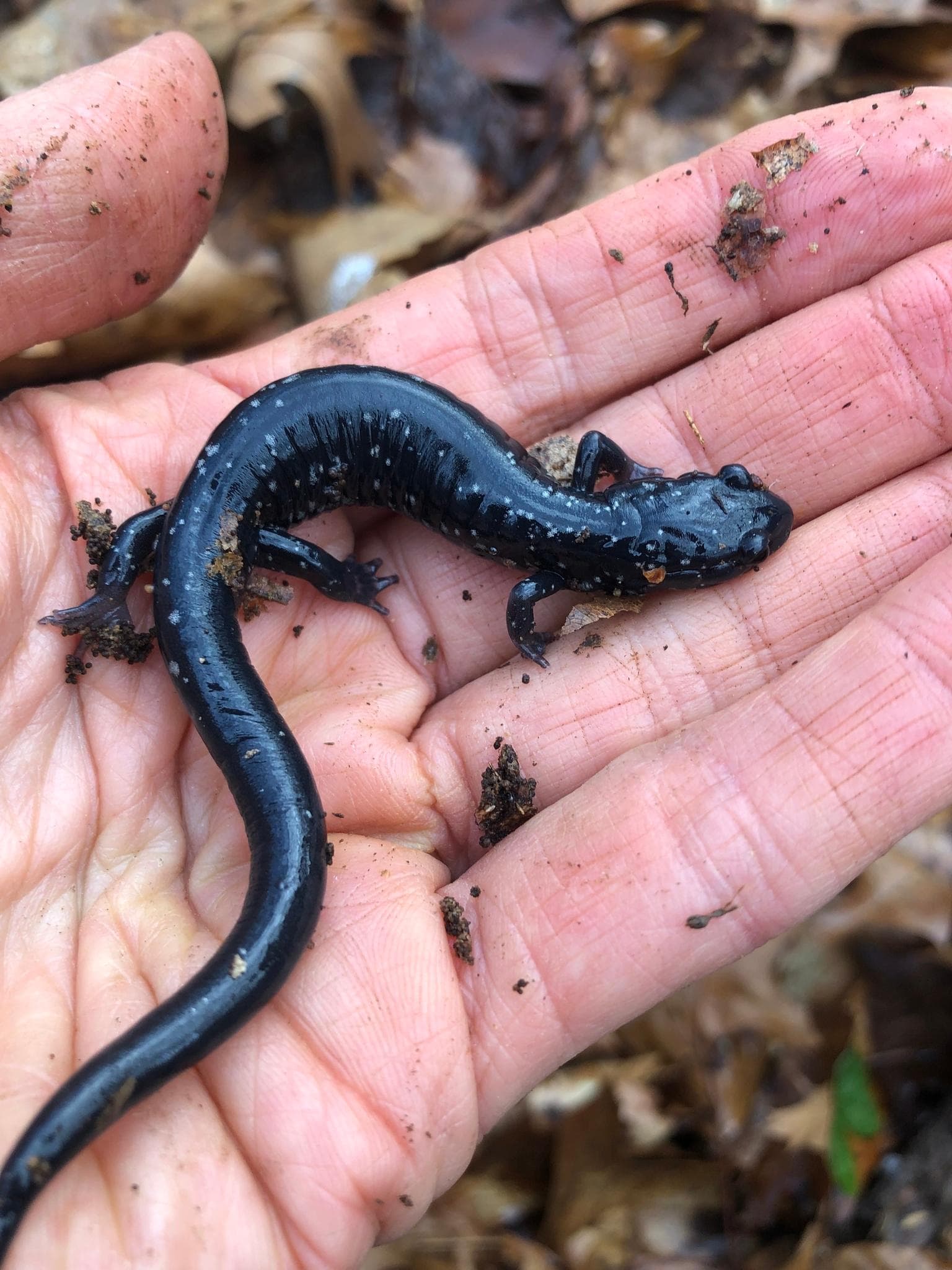 Vitfläckig slamsalamander — 3/3