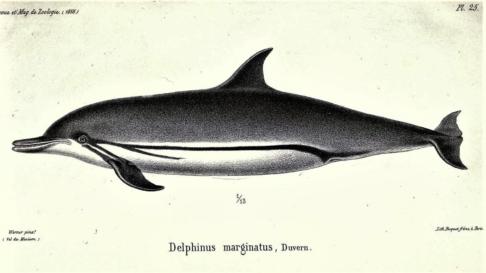Vitstrupig delfin — 3/3