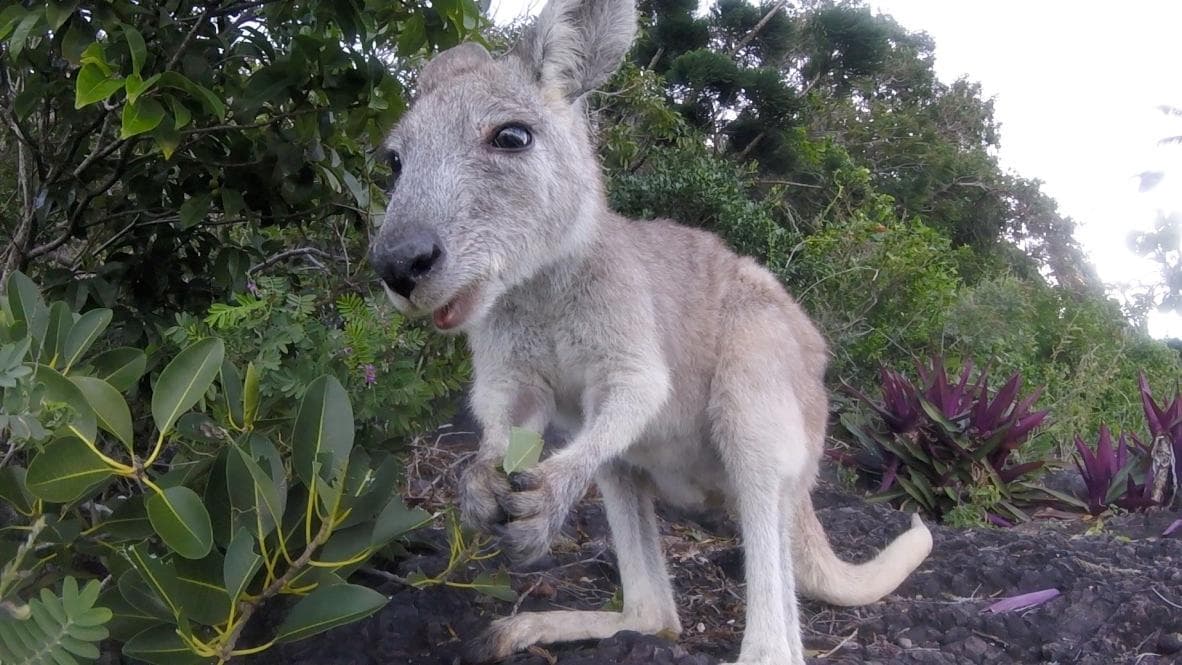 Wallaroo — 2/3