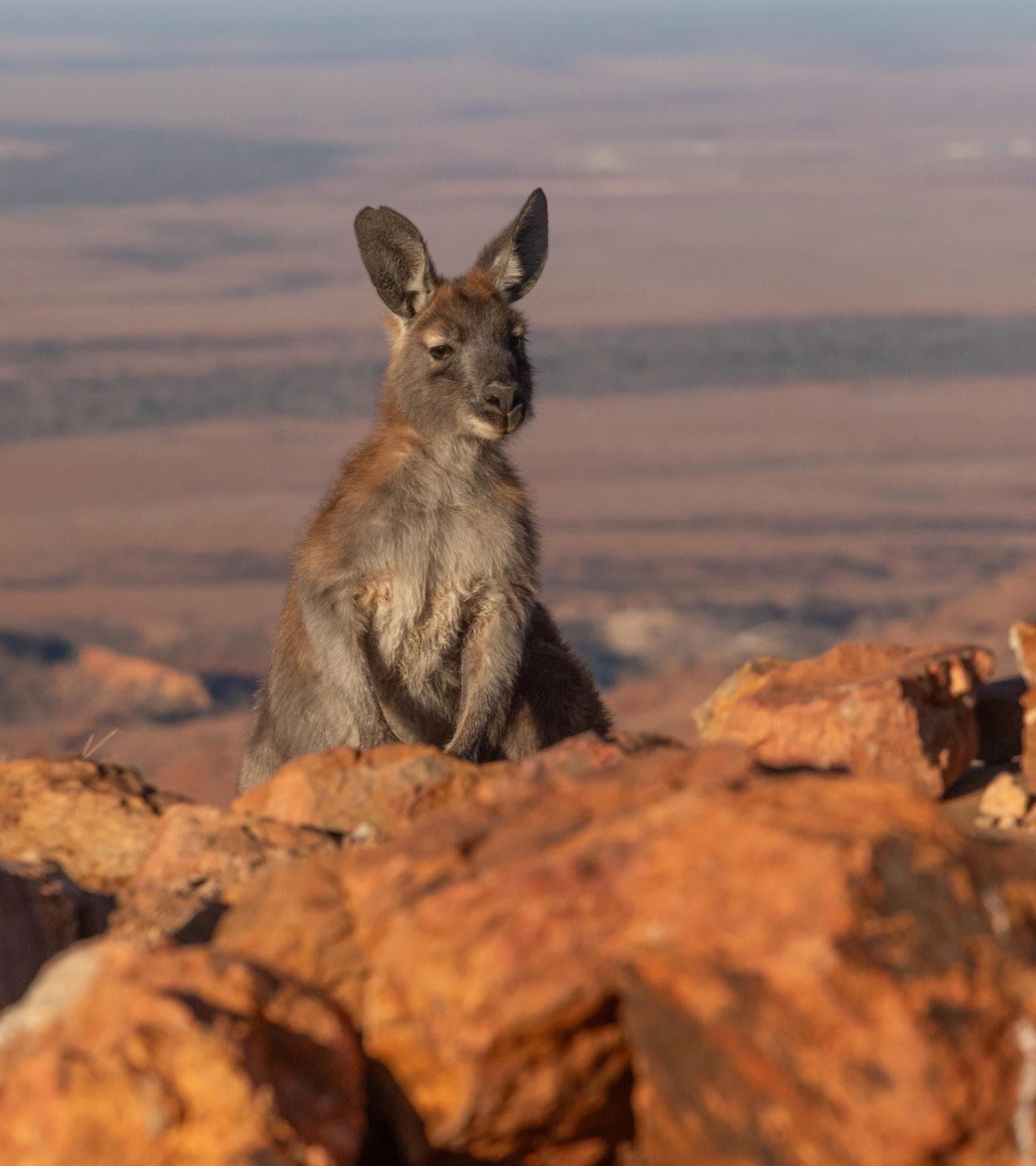Wallaroo — 3/3
